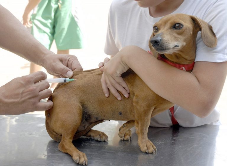 Vacinação de cães e gatos contra raiva é  antecipada e começa nesta terça-feira, 21